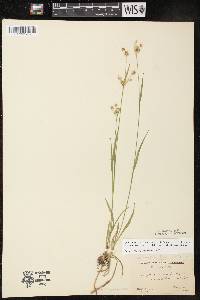 Luzula multiflora subsp. multiflora image