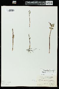 Botrychium matricariifolium image