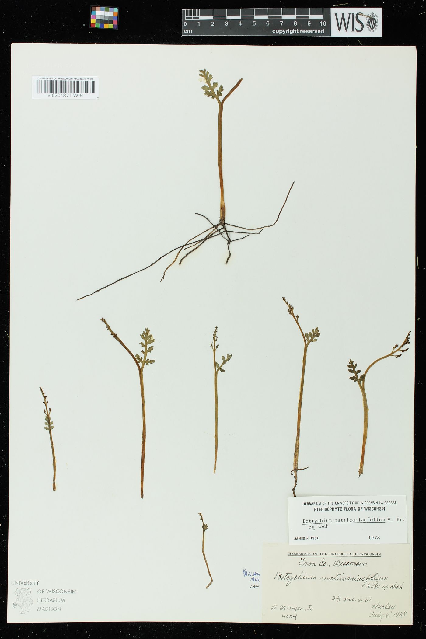 Botrychium matricariifolium image