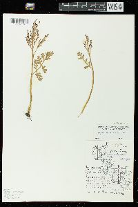 Botrychium matricariifolium image