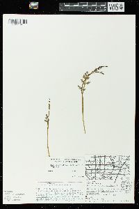 Botrychium matricariifolium image