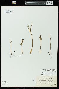 Botrychium matricariifolium image