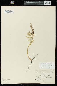 Botrychium matricariifolium image