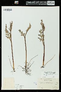 Botrychium matricariifolium image