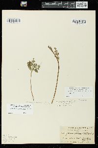 Botrychium matricariifolium image