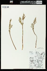 Botrychium matricariifolium image