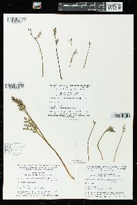 Botrychium matricariifolium image