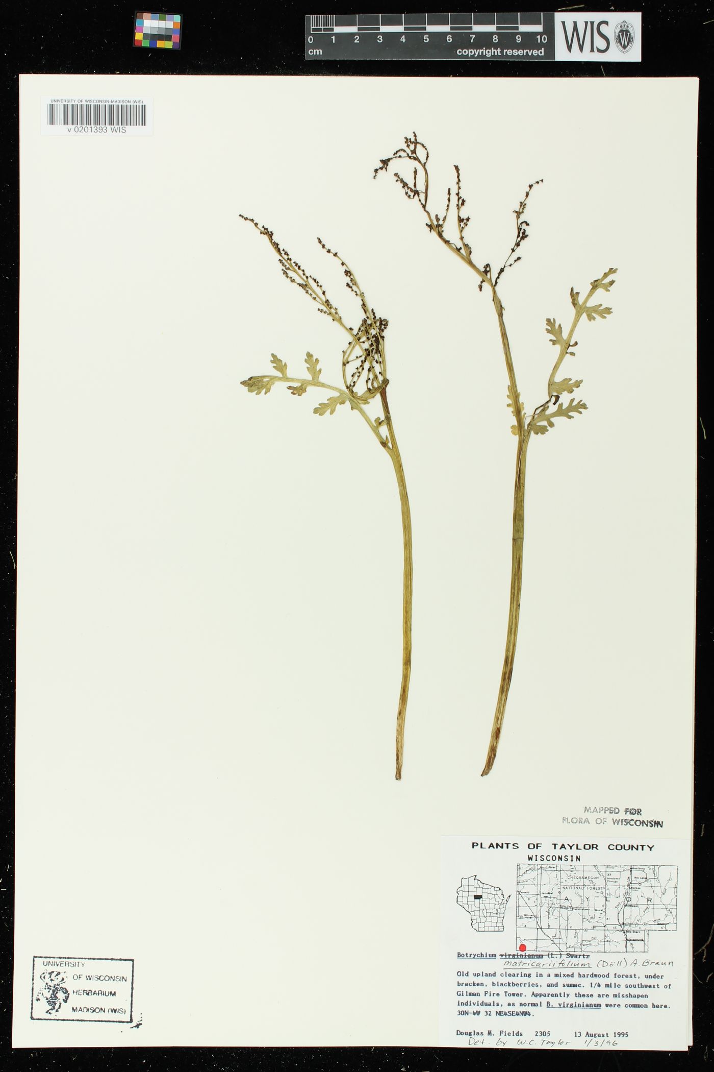 Botrychium matricariifolium image