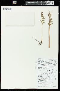 Botrychium matricariifolium image