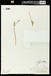 Botrychium matricariifolium image