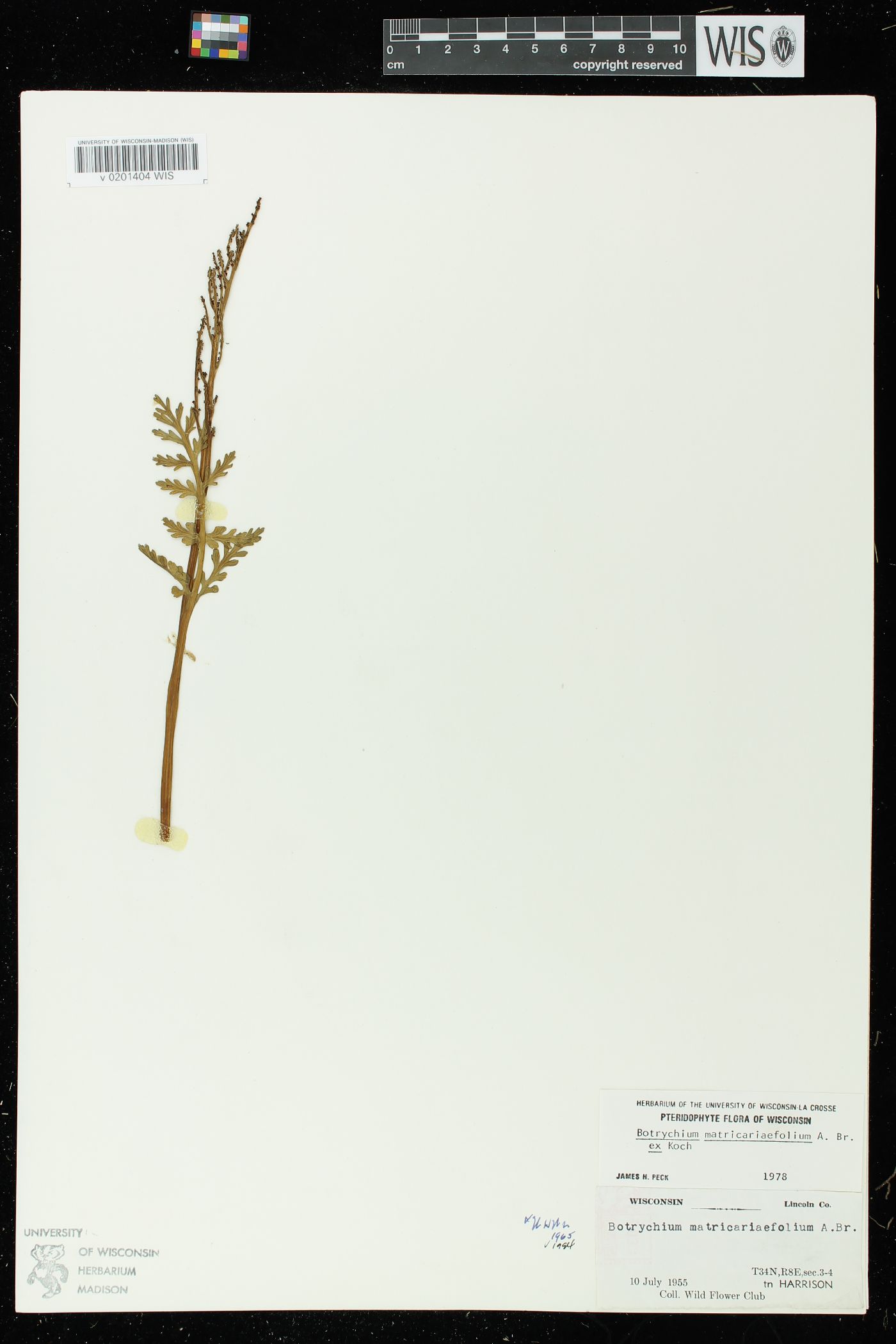 Botrychium matricariifolium image