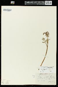 Botrychium matricariifolium image