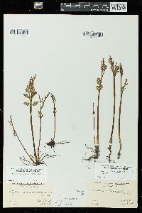 Botrychium matricariifolium image