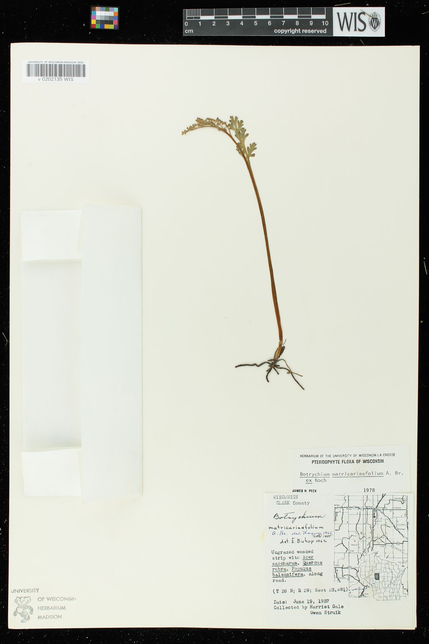 Botrychium matricariifolium image