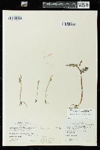 Botrychium matricariifolium image