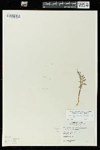 Botrychium matricariifolium image