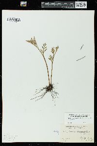 Botrychium matricariifolium image