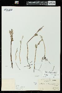 Botrychium matricariifolium image