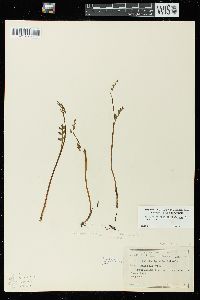 Botrychium matricariifolium image