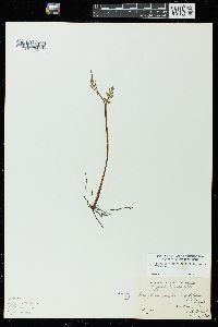 Botrychium matricariifolium image