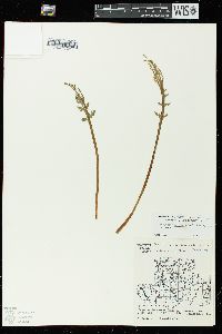 Botrychium matricariifolium image