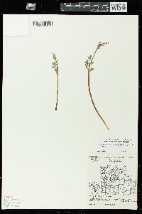 Botrychium matricariifolium image