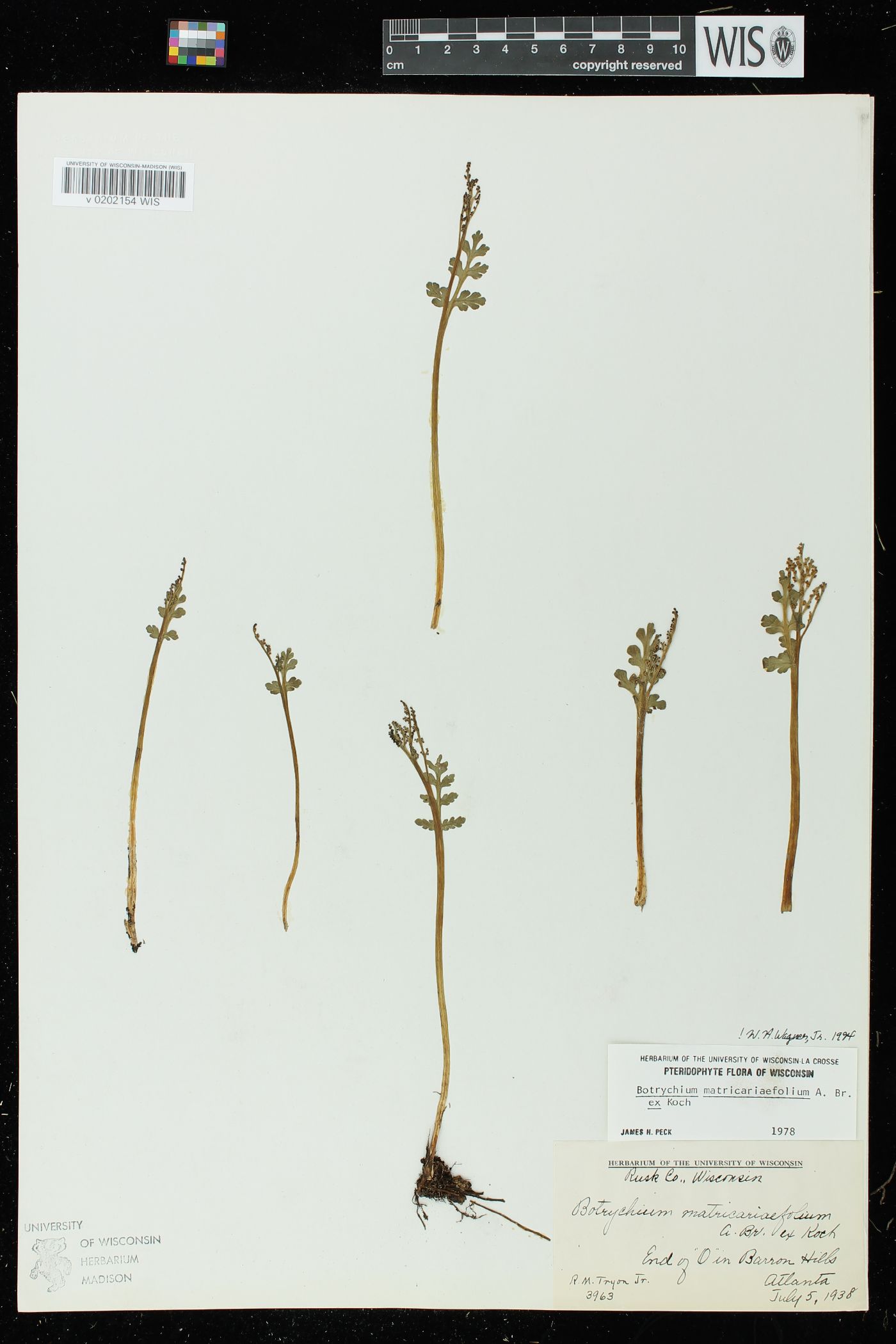 Botrychium matricariifolium image