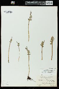 Botrychium matricariifolium image