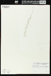 Utricularia geminiscapa image