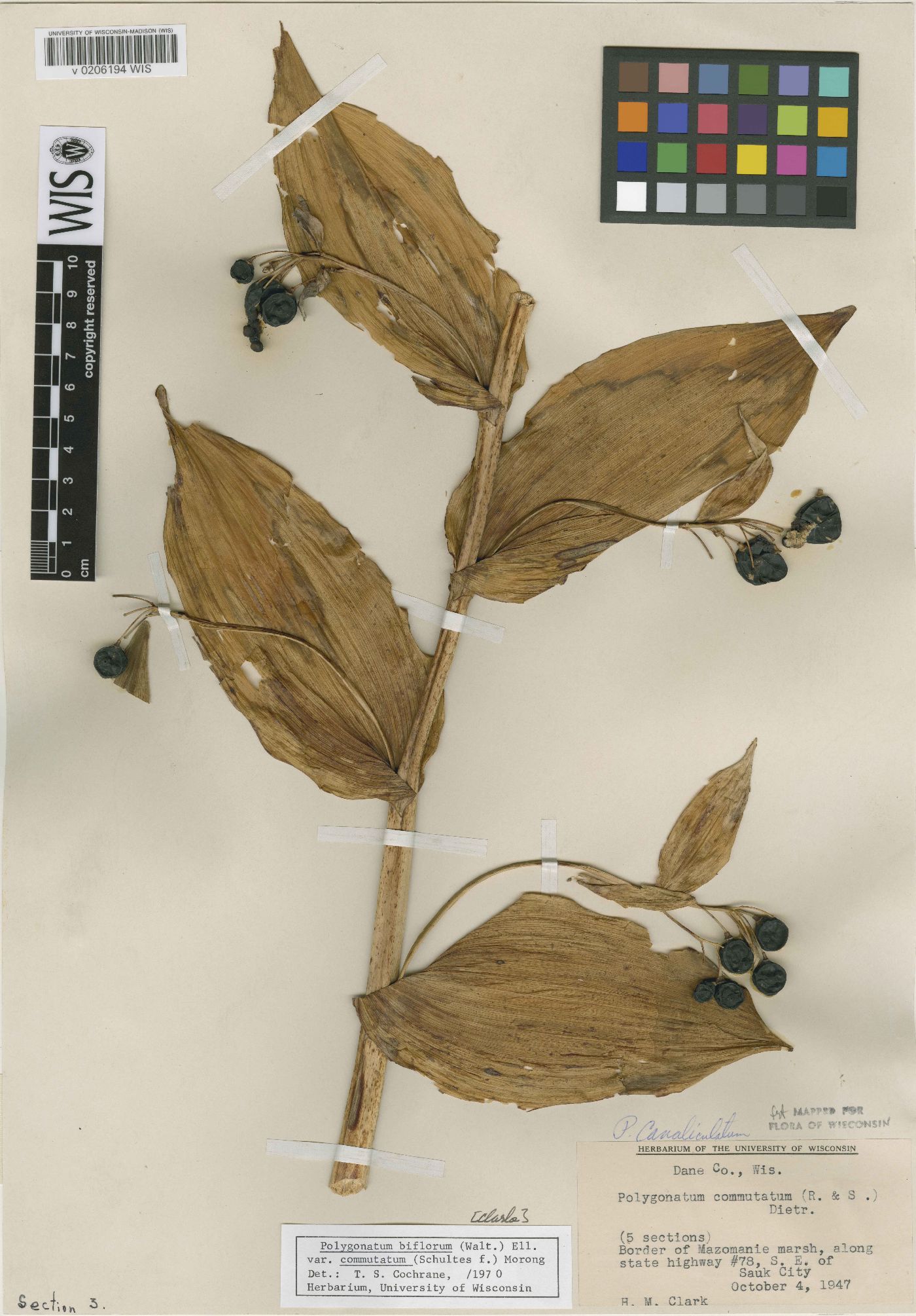 Polygonatum biflorum var. commutatum image