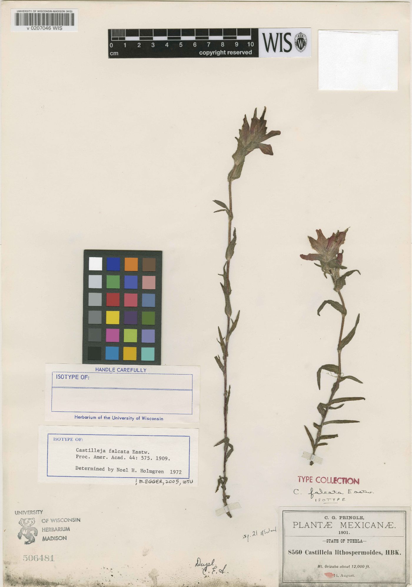 Castilleja falcata image