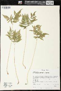 Gymnocarpium dryopteris image