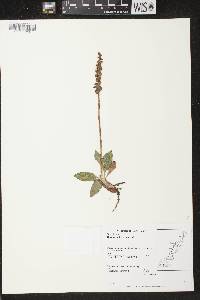 Goodyera tesselata image