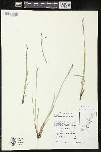 Sisyrinchium montanum image