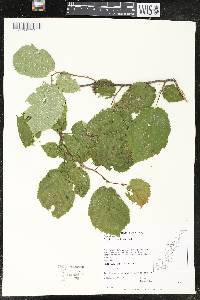 Corylus cornuta image