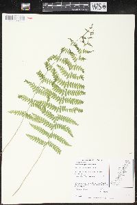 Thelypteris palustris var. pubescens image