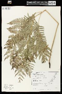 Pteridium aquilinum var. latiusculum image