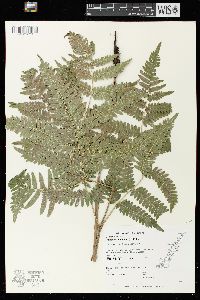 Pteridium aquilinum var. latiusculum image