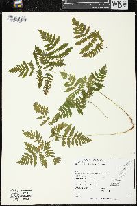 Gymnocarpium dryopteris image