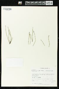 Equisetum variegatum image