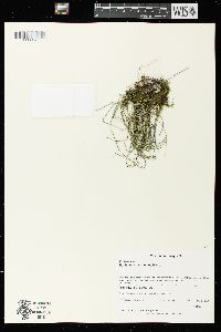 Equisetum scirpoides image