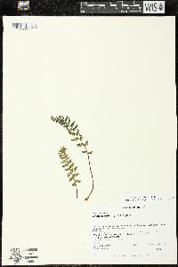 Woodsia ilvensis image