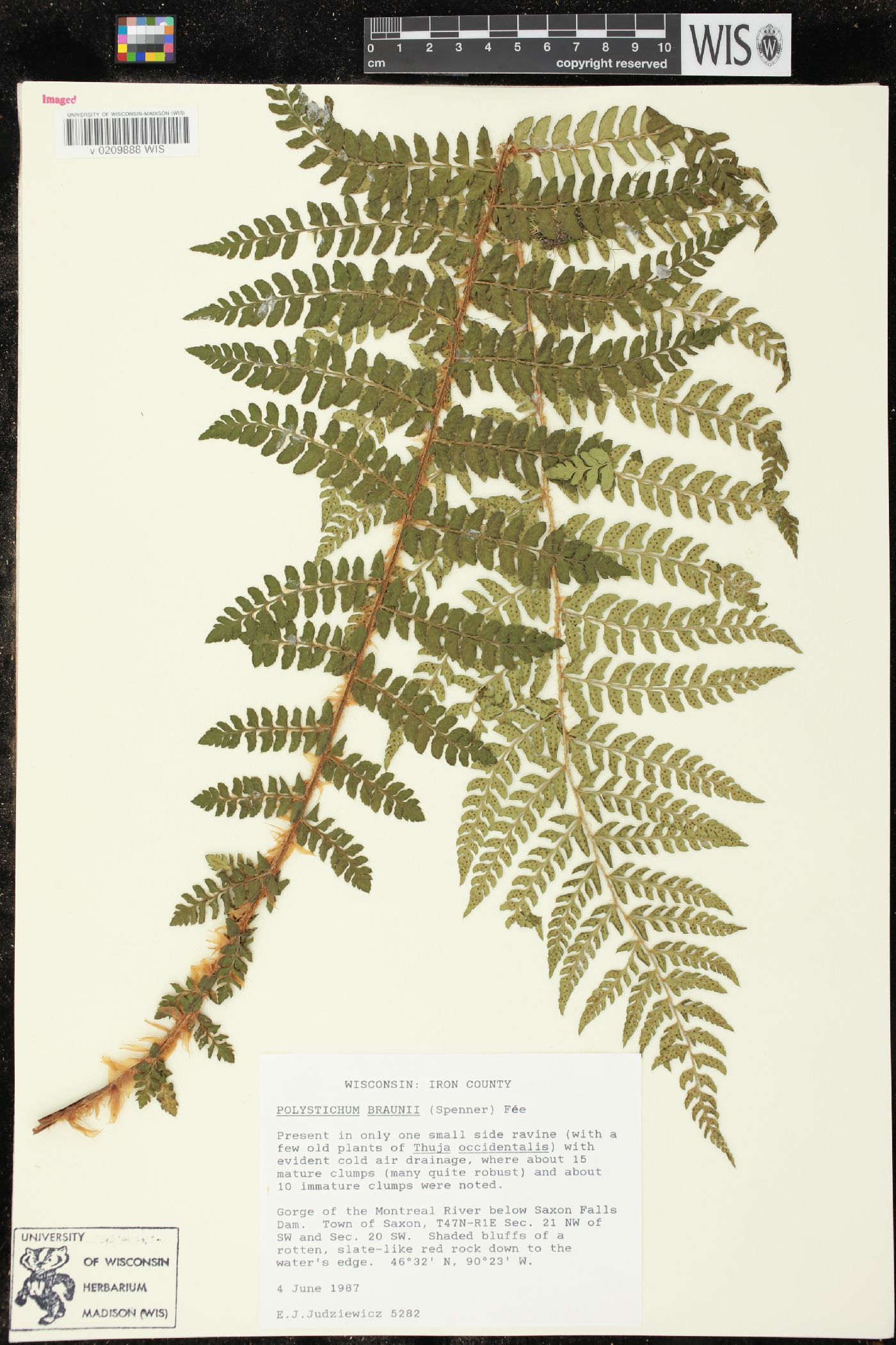 Polystichum braunii image