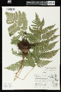 Dryopteris goldieana image