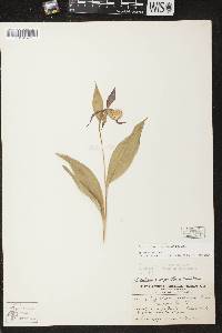 Cypripedium parviflorum var. makasin image