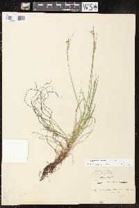 Sisyrinchium campestre image