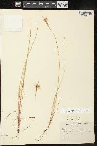 Sisyrinchium campestre image