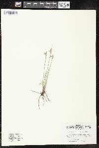 Sisyrinchium campestre image