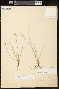 Sisyrinchium campestre image