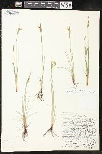 Sisyrinchium campestre image